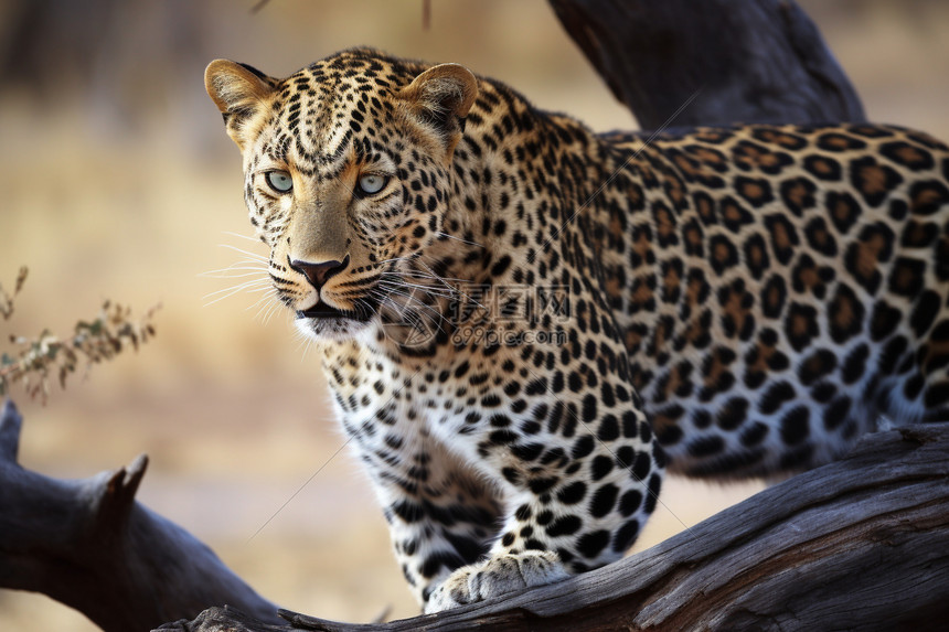 格兰特·古利赫名人名言哲理格言警句语录