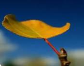 关于因缘的名人名言哲理格言警句语录 - 每日文摘