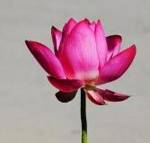 关于意思的名人名言哲理格言警句语录 - 每日文摘