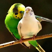 关于繁殖的名人名言哲理格言警句语录 - 每日文摘