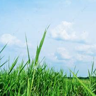 关于小草的名人名言哲理格言警句语录 - 每日文摘