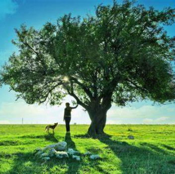 关于大树的名人名言哲理格言警句语录 - 每日文摘