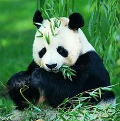 关于动物的名人名言哲理格言警句语录 - 每日文摘