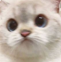 关于狼狈的名人名言哲理格言警句语录 - 每日文摘