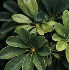 关于因为的名人名言哲理格言警句语录 - 每日文摘