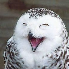 关于可笑的名人名言哲理格言警句语录 - 每日文摘