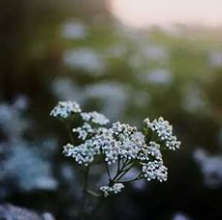 关于允许的名人名言哲理格言警句语录 - 每日文摘