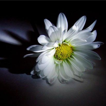 关于逝者的名人名言哲理格言警句语录 - 每日文摘