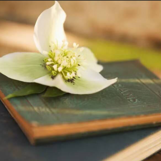 关于好像的名人名言哲理格言警句语录 - 每日文摘