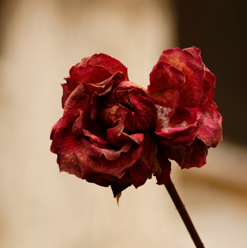 关于凋零的名人名言哲理格言警句语录 - 每日文摘