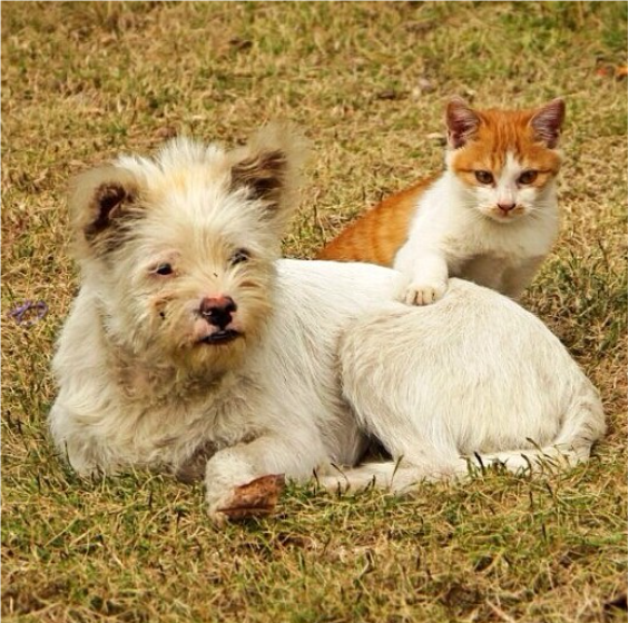 关于流浪的名人名言哲理格言警句语录 - 每日文摘