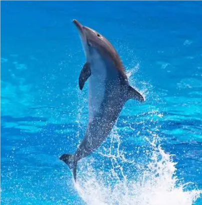 关于海豚的名人名言哲理格言警句语录 - 每日文摘