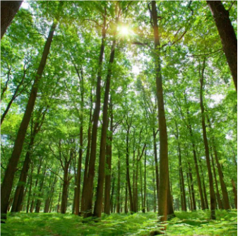 关于森林的名人名言哲理格言警句语录 - 每日文摘