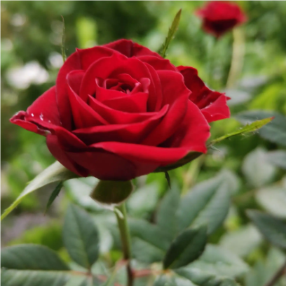 关于玫瑰的名人名言哲理格言警句语录 - 每日文摘